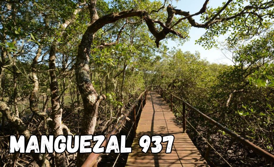 manguezal 937