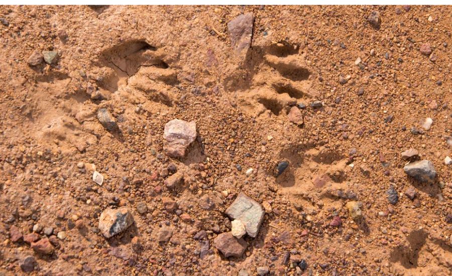 Raccoon Tracks