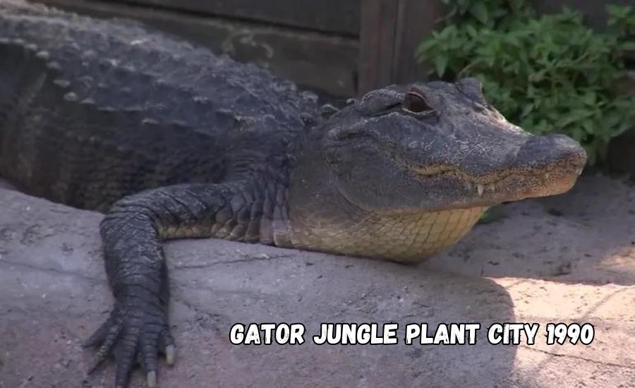 gator jungle