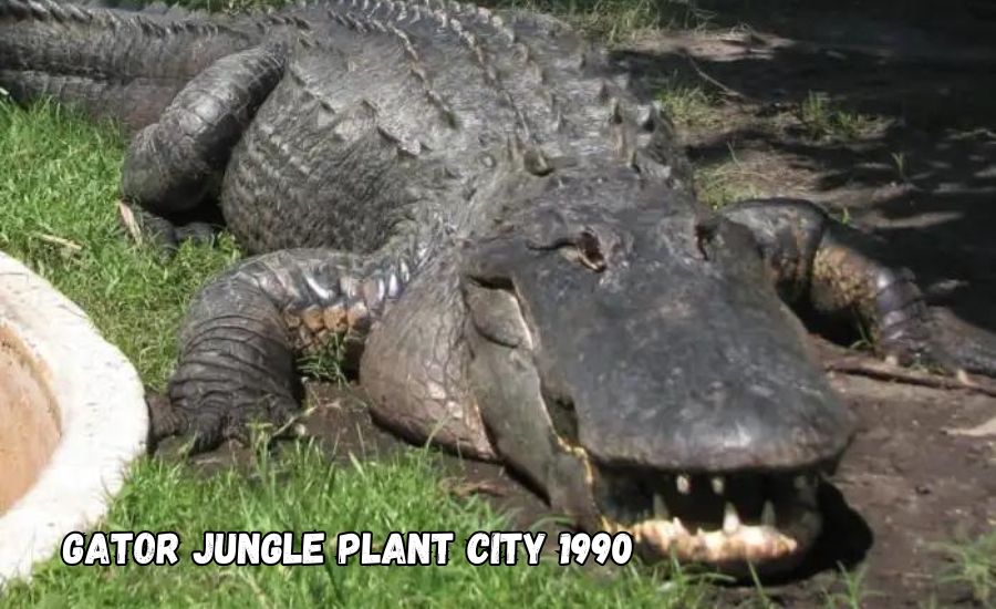 gator jungle